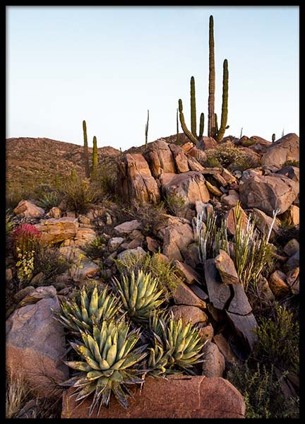 Baja Desert Poster in de groep Posters / Natuurmotieven bij Desenio AB (10225)
