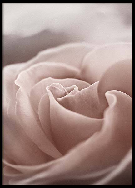 My Rose Poster in de groep Posters / Botanisch bij Desenio AB (10332)