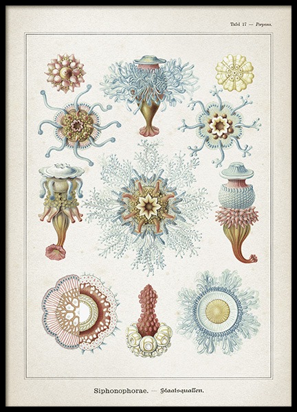 Vintage Print Collection No2 Affiche dans le groupe Affiches / Vintage chez Desenio AB (10607)