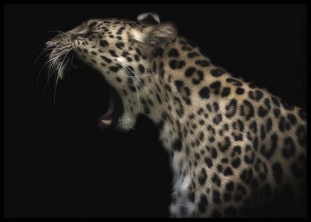 Cheetah on Black Poster in der Gruppe Poster / Tiere bei Desenio AB (10620)