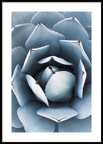 Blue Agave No1 Poster in de groep Posters / Botanisch bij Desenio AB (10829)