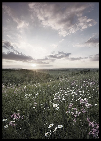 Meadow Sunset Affiche dans le groupe Affiches / Nature chez Desenio AB (10918)