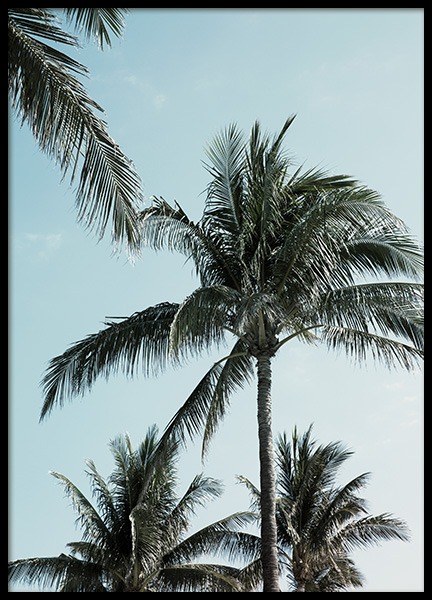 Tropical Palms No1 Poster in der Gruppe Poster / Naturmotive / Tropisch bei Desenio AB (10958)