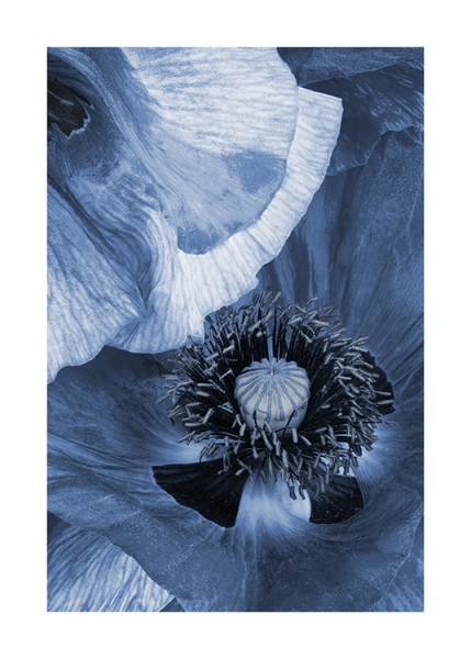 Ice Poppy Affiche dans le groupe Affiches / Botanique chez Desenio AB (10974)