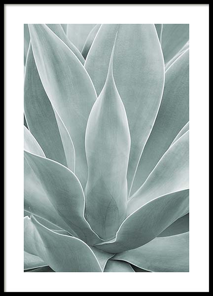 Agave Leaves No1 Affiche dans le groupe Affiches / Photographie chez Desenio AB (11659)
