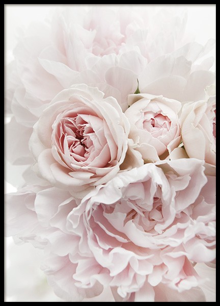 Peonies and Roses Poster in de groep Posters / Fotokunst bij Desenio AB (11791)