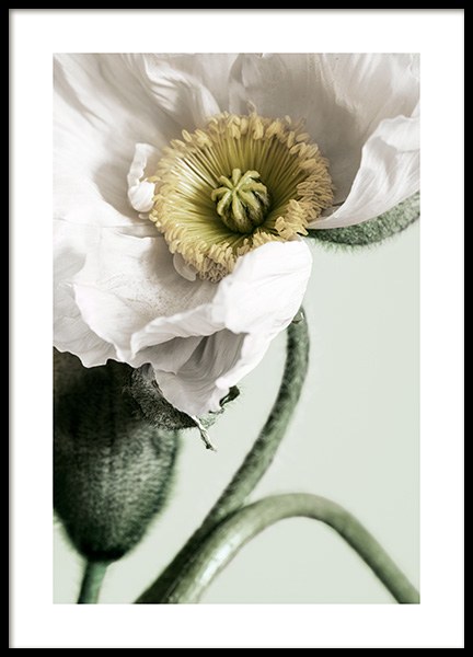 White Poppy Close Up Poster in de groep Posters / Fotokunst bij Desenio AB (12319)