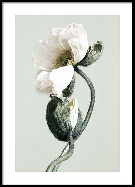 Blooming White Poppies Affiche dans le groupe Affiches / Photographie chez Desenio AB (12321)