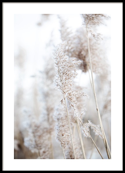 In the Reeds No1 Poster in de groep Posters / Fotokunst bij Desenio AB (12423)