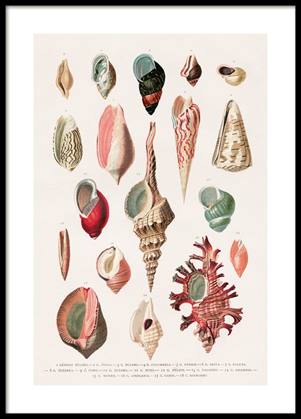 Vintage Seashells No1 Affiche dans le groupe Affiches / Vintage chez Desenio AB (12435)