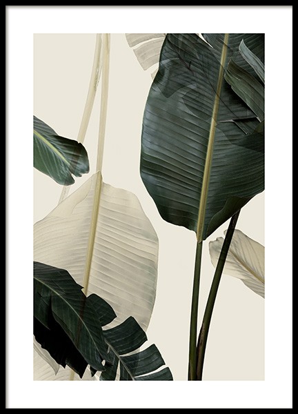 Banana Leaf Shades No1 Poster in de groep Posters / Fotokunst bij Desenio AB (12585)