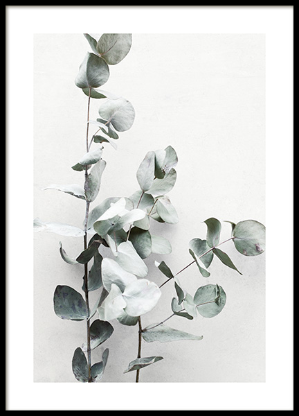 Eucalyptus Twigs No1 Poster in de groep Posters / Fotokunst bij Desenio AB (13010)