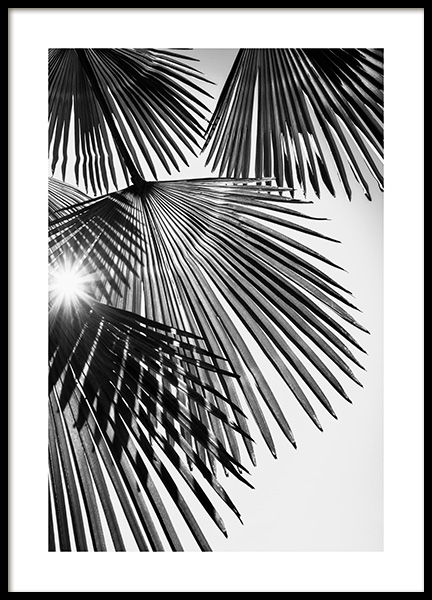 Sunlight Through Palm Leaves Poster in der Gruppe Poster / Botanik / Palmen bei Desenio AB (14574)