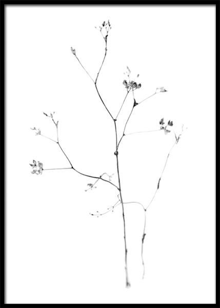 Fragile Flower Poster in der Gruppe Poster / Fotografien / Schwarz-weiß-Fotografie bei Desenio AB (14933)