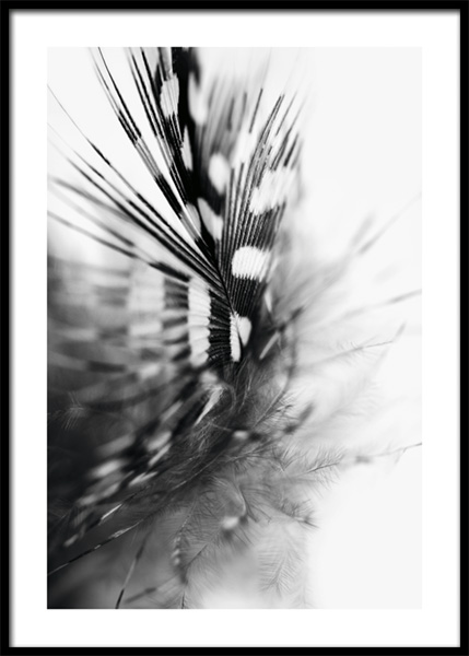 Spotted Feather Poster in de groep Posters / Fotokunst / Zwart wit foto's bij Desenio AB (14936)