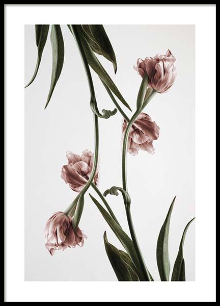 Pink Tulipe No2 Poster in de groep Posters / Botanisch bij Desenio AB (2120)