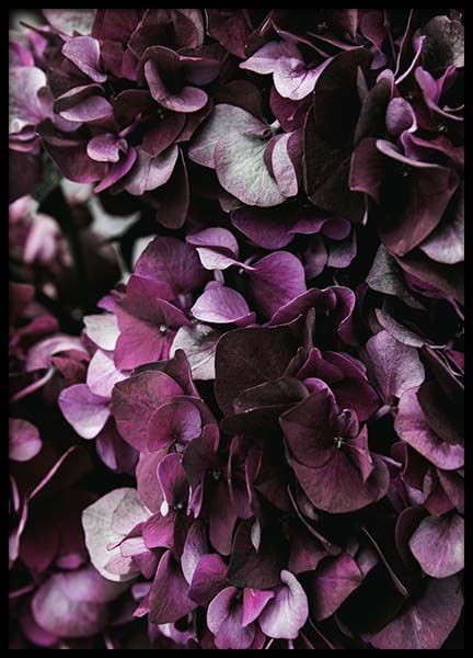 Purple Hydrangea Close Up Poster in de groep Posters / Botanisch bij Desenio AB (2825)