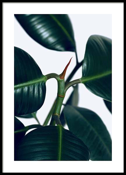 Rubber Plant One Poster in de groep Posters / Botanisch bij Desenio AB (3337)