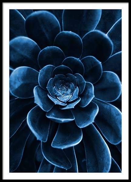 Blue Succulent Poster in de groep Posters / Fotokunst bij Desenio AB (3826)