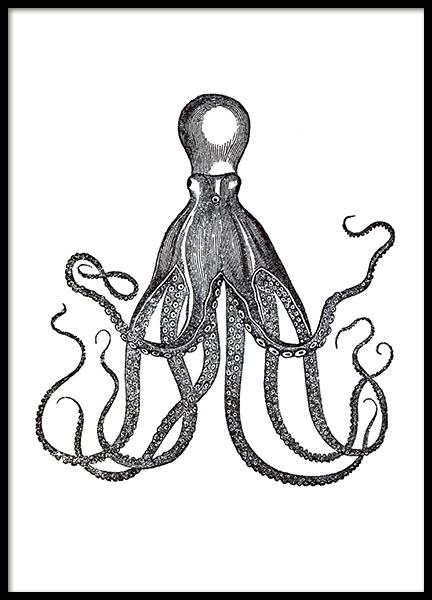 Vintage posters met oude zwart-wit illustraties van inktvis