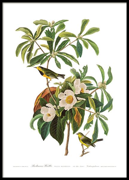 Poster met botanisch motief en vogels, bestel posters online