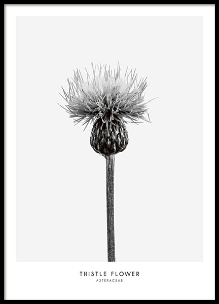 Thistle Flower, Affiche dans le groupe Affiches / Noir et blanc chez Desenio AB (7937)