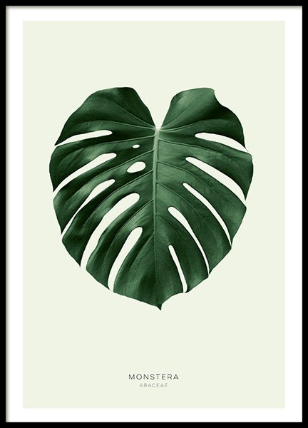 Green Monstera, Affiche dans le groupe Affiches / Botanique chez Desenio AB (8147)