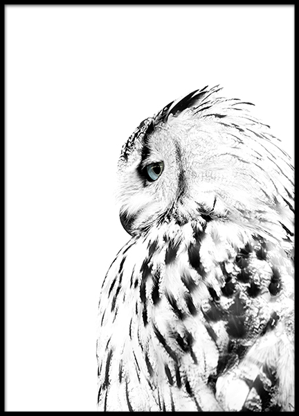 White Owl, Affiches dans le groupe Affiches / Insectes et animaux chez Desenio AB (8304)