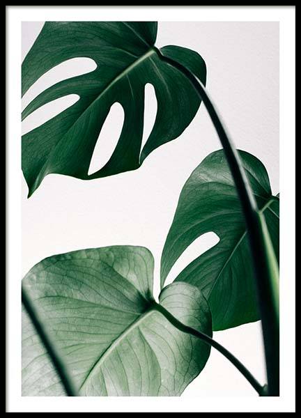 Monstera Three Poster in de groep Posters / Fotokunst bij Desenio AB (8722)
