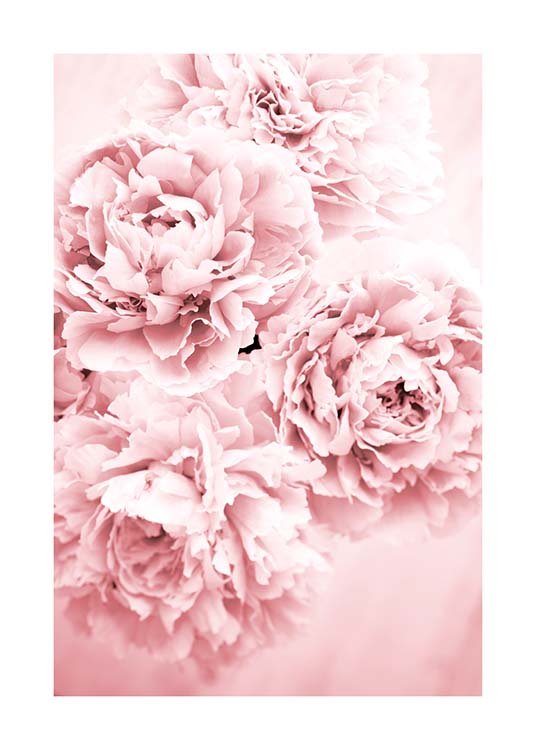 Pink Dream Affiche