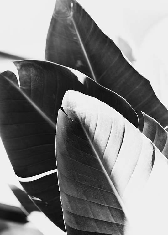 B&W Banana Leaves No1 Poster