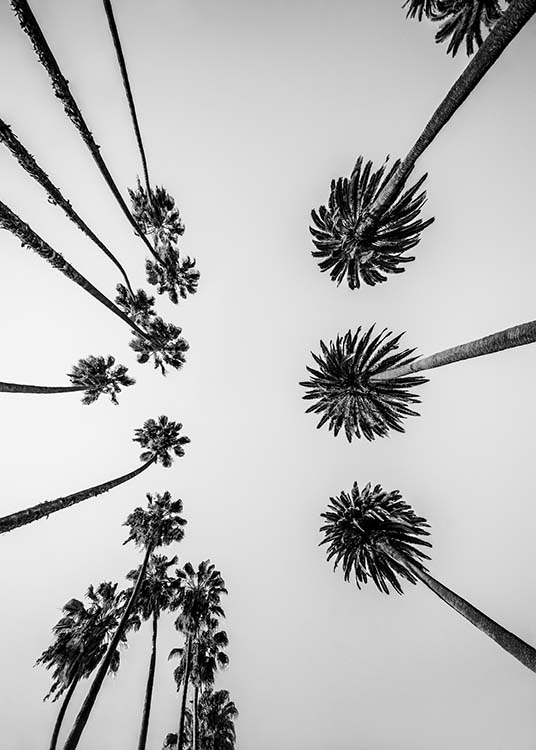 Palm Trees Above Poster / Schwarz-Weiß bei Desenio AB (10234)