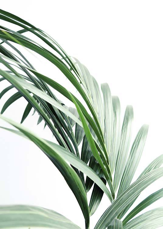 Palm Tree Leaves Close Up Poster / Fotografien bei Desenio AB (10244)