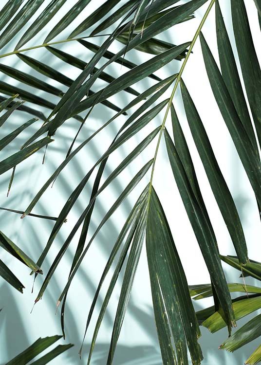 Palm Leaves Shadow No1 Affiche / Photographie chez Desenio AB (10284)