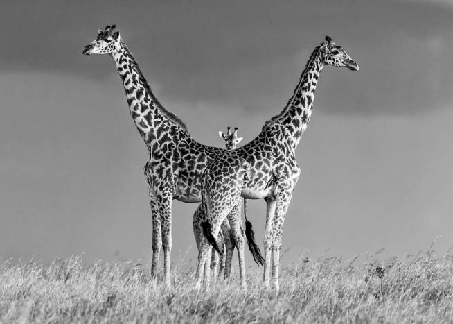 Giraffe Family Poster / Zwart wit bij Desenio AB (10399)