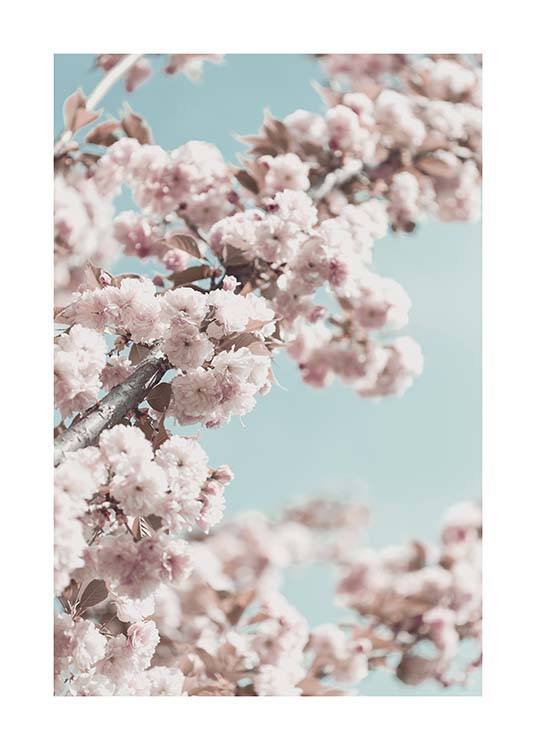 Cherry Blossom No4 Poster / Fotokunst bij Desenio AB (10429)