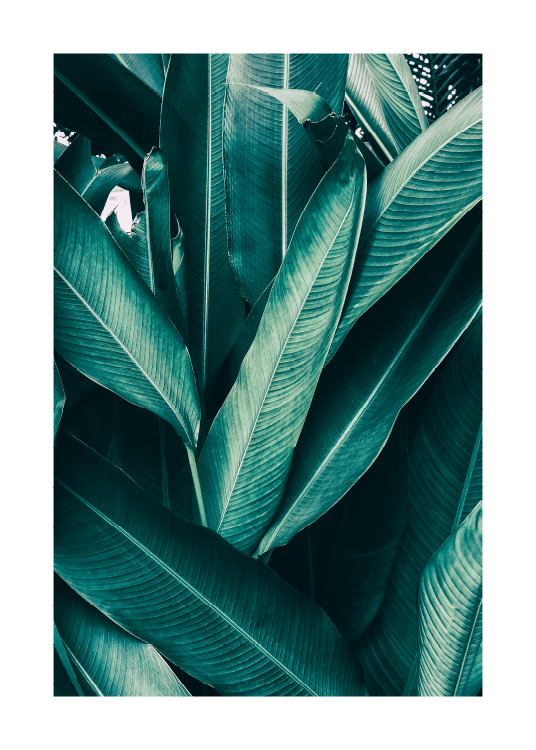Tropical Leaves No1 Poster / Fotografien bei Desenio AB (10439)