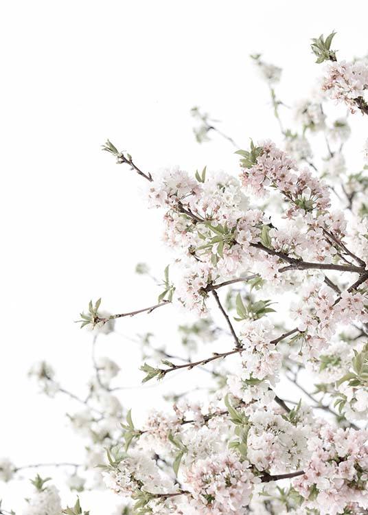 Spring Blossom No3 Affiche / Photographie chez Desenio AB (10565)