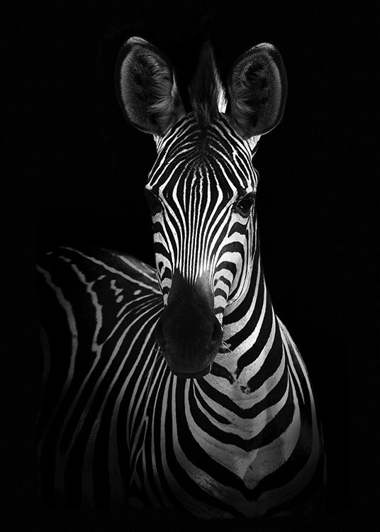 Zebra on Black Poster / Schwarz-Weiß bei Desenio AB (10618)