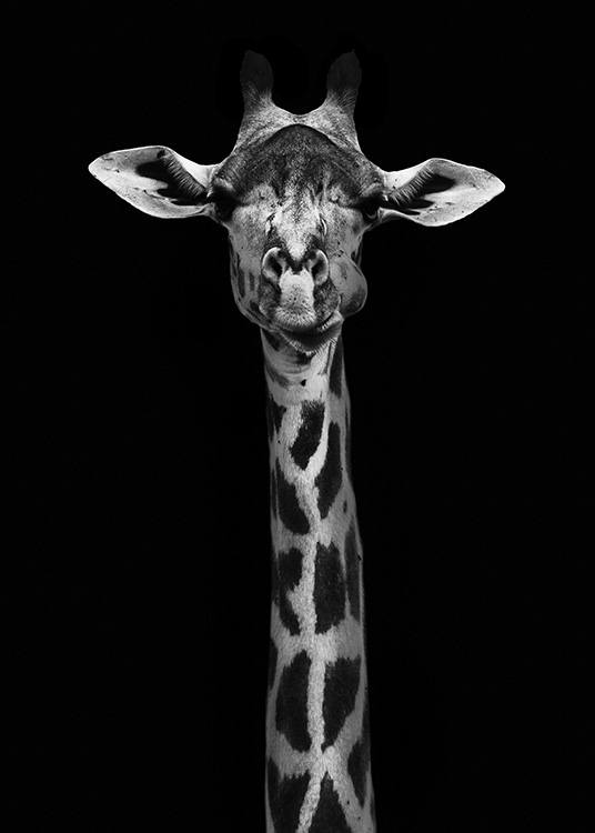 Giraffe on Black Poster / Schwarz-Weiß bei Desenio AB (10619)