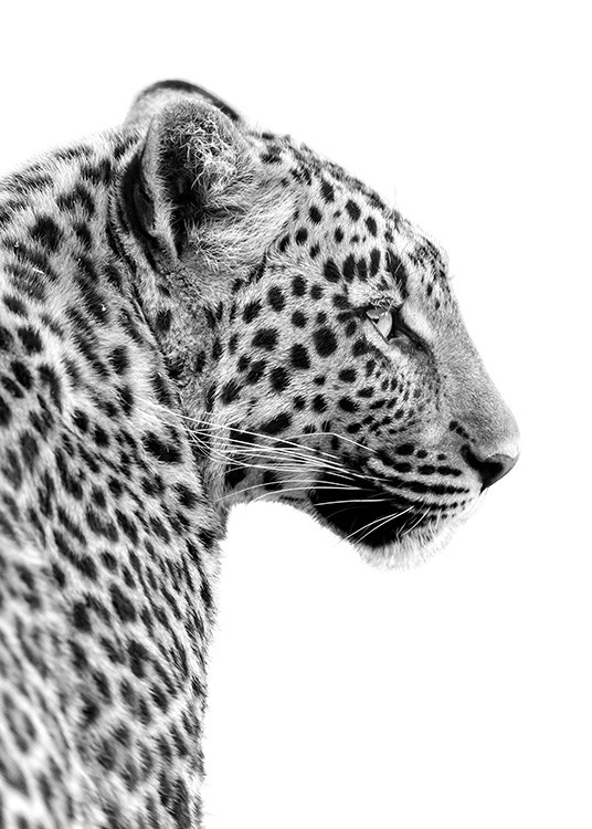 Leopard Profile Poster / Schwarz-Weiß bei Desenio AB (10656)