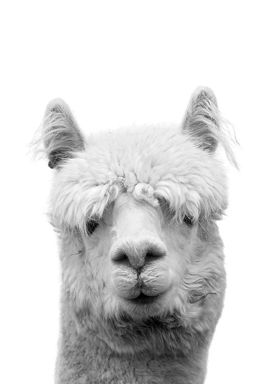 – Poster d''un lama en noir et blanc 