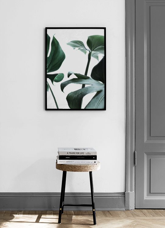  – Fotografie von großen Monstera-Blättern in Grün vor einem weißen Hintergrund