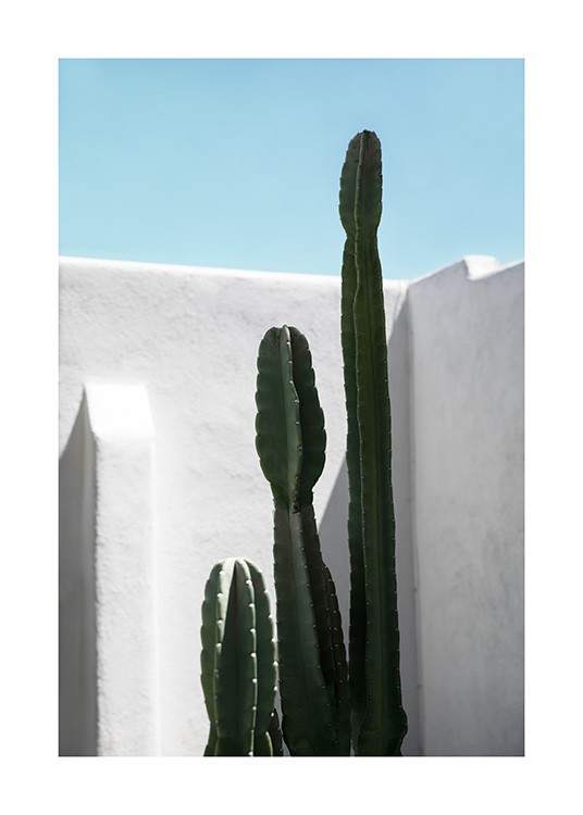 Cactus Wall Poster / Cactussen bij Desenio AB (10792)
