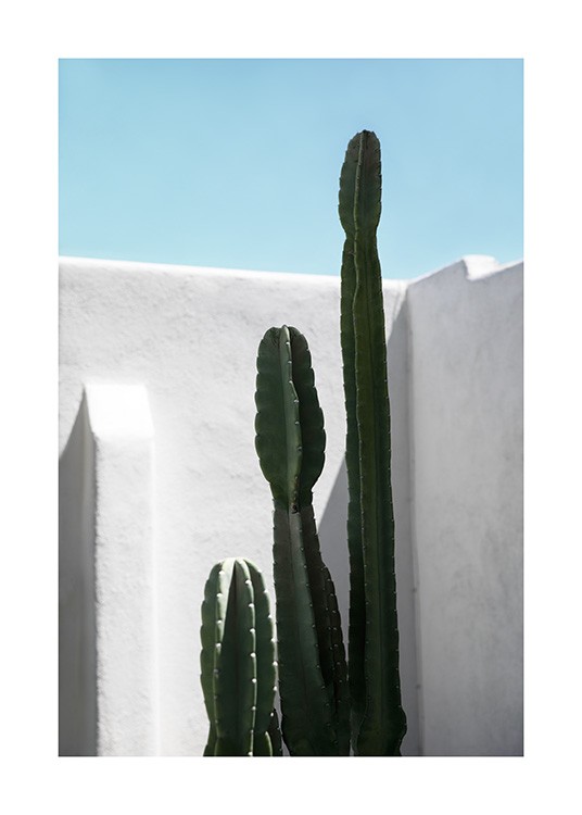 Cactus Wall Poster
