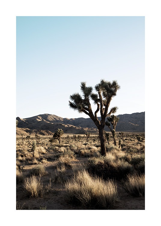 Joshua Tree National Park Affiche