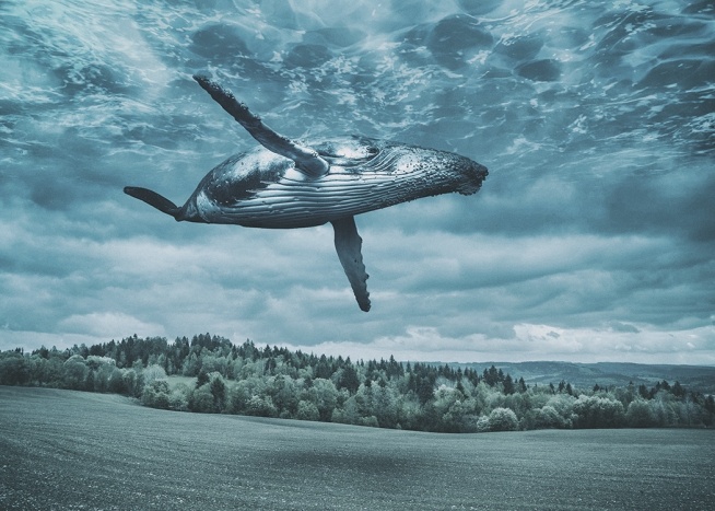 Flying Whale Poster / Naturmotive bei Desenio AB (10800)
