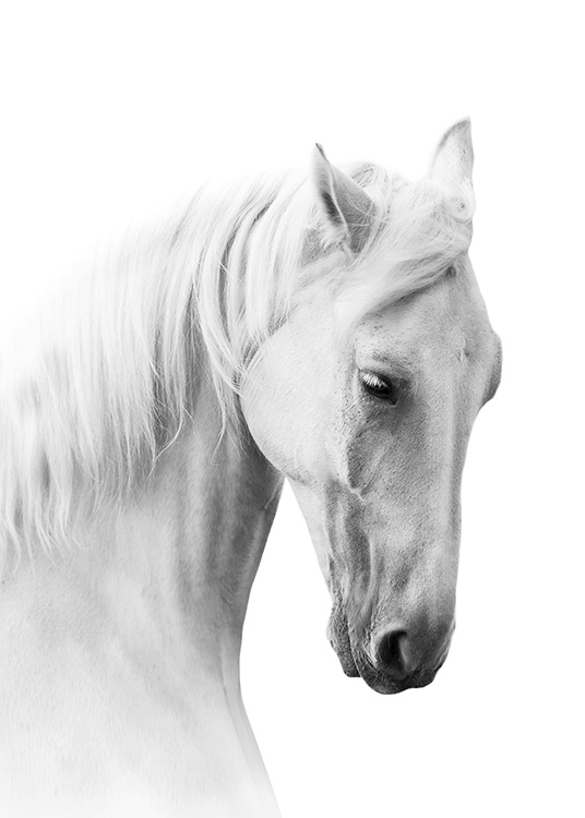 Horse Profile Poster / Schwarz-Weiß bei Desenio AB (10876)