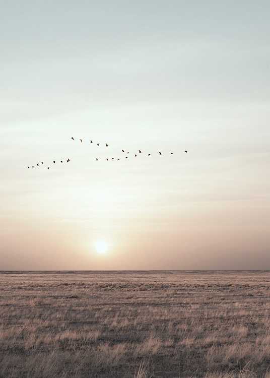  – Photo d'une volée d'oiseaux dans le ciel au dessus d'une étendue d'herbe au coucher du soleil