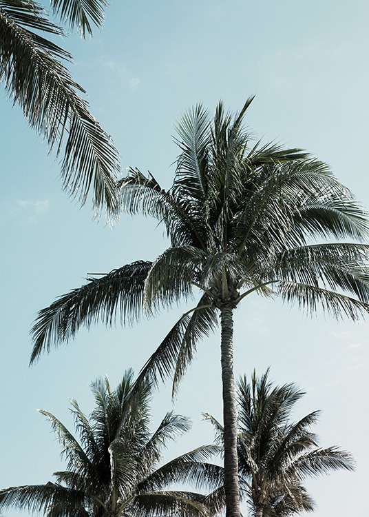Tropical Palms No1 Poster / Tropisch bei Desenio AB (10958)